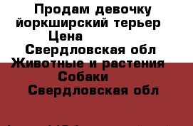 Продам девочку йоркширский терьер › Цена ­ 10 000 - Свердловская обл. Животные и растения » Собаки   . Свердловская обл.